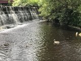 22 July 2019 Ducklings at Marsden Weir.jpg