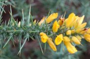 westgorse.jpg