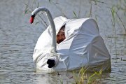 The Swan Man of Ilkely.jpg