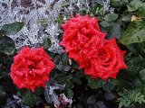 Roses with tears 06  500.jpg