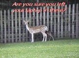 Deer  Mother and baby 3.jpg