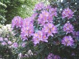 Azeleas 500.jpg
