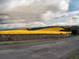 Rape seed 3.jpg