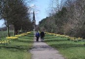 Wentworth. Daffodils at last.4.jpg