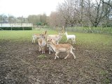 Wentworth. Deer in Gardens 500  06.jpg