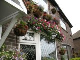 August troughs & baskets garden 08 07  500.jpg