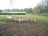 The white deer 2 500.jpg