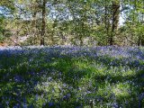 Woolley Woods bluebells 500 07.jpg