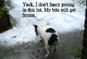 jack and snow 7.jpg