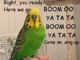 BOOM 2 450.jpg