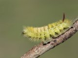 caterpillar.jpg