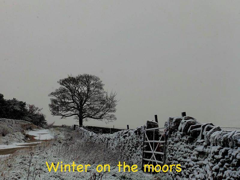 Winter on the moors